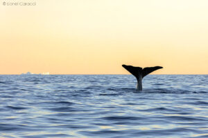 Queue de Baleine – Cachalot